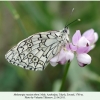 melanargia russiae eberti talysh male 3